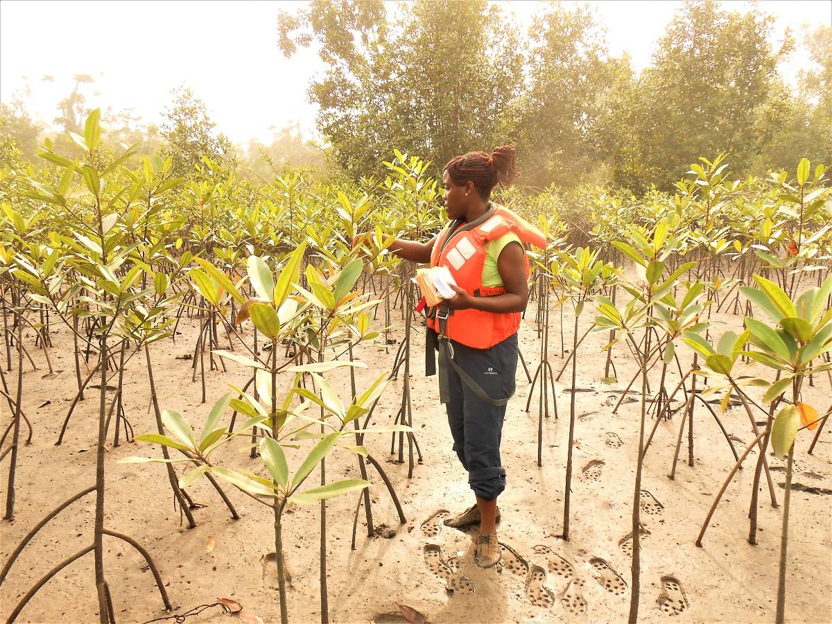 Ngeve in mangroves