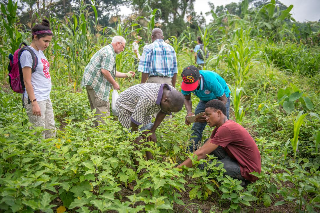 Field work in Africa