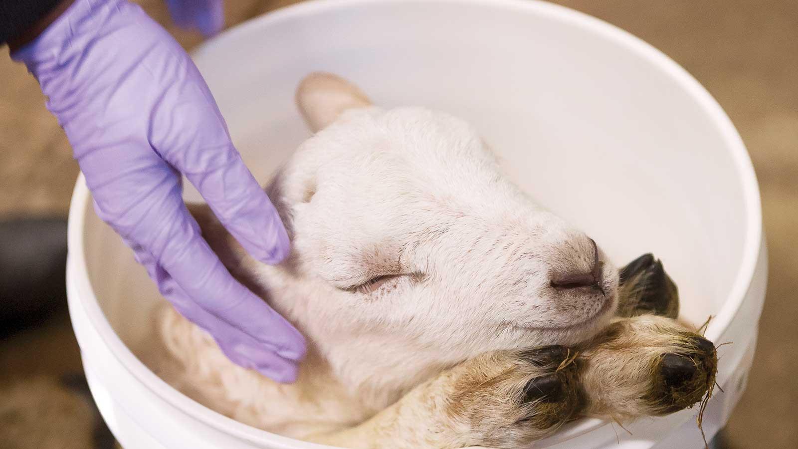 Lamb in a bucket