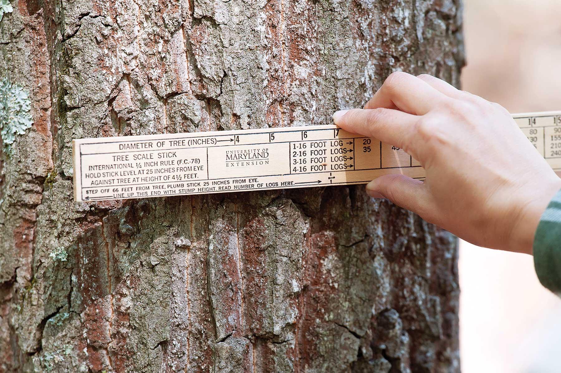 A Woodland Steward using a UME tree scale stick to monitor tree growth.